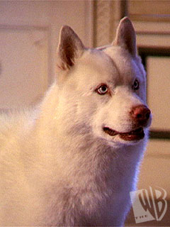 Prue Halliwell as a dog